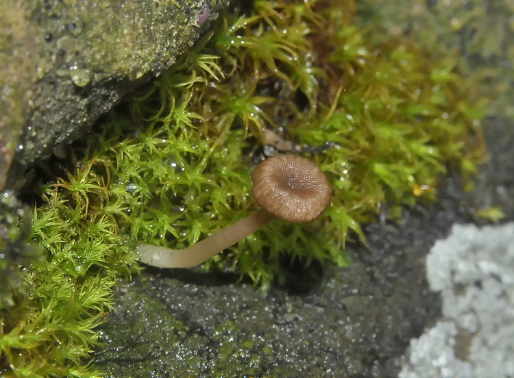 Arrhenia rickenii (Hora) Watling)